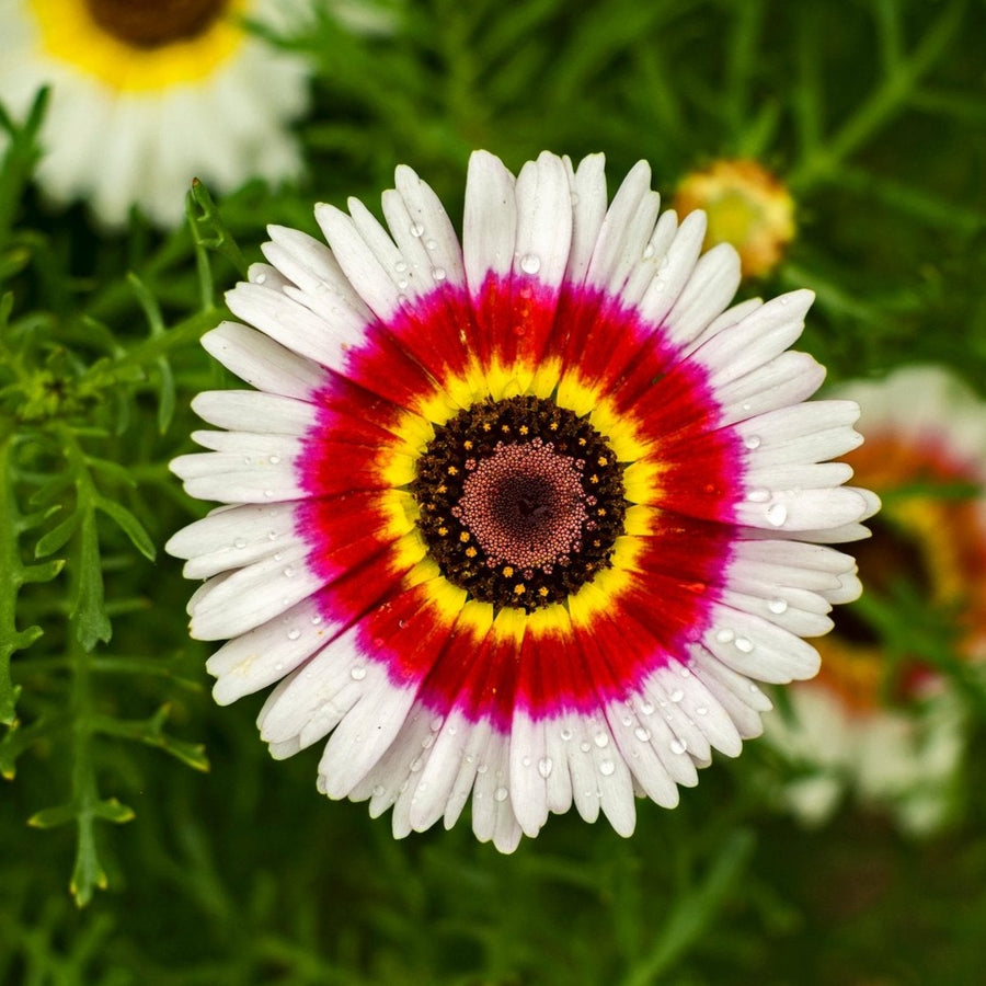 Chrysanthemum Rainbow Single Mix Painted Daisy Flower x 100 seeds