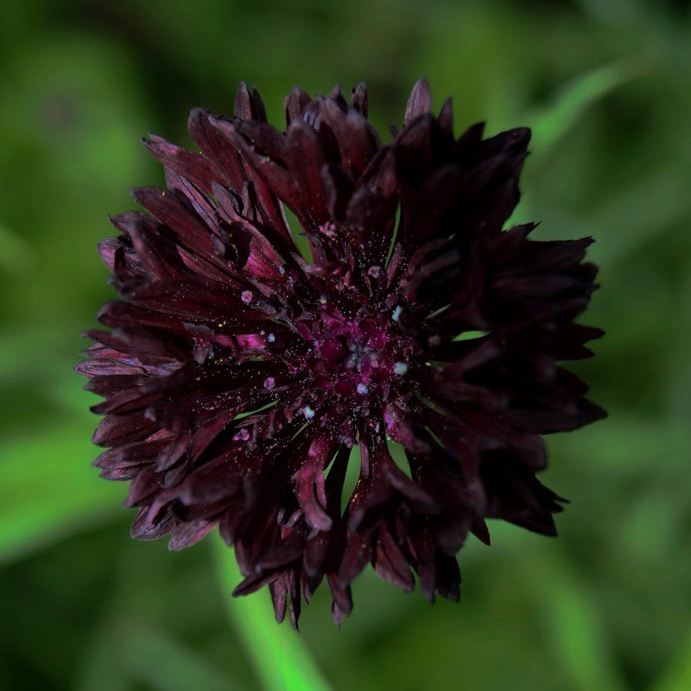 Cornflower Centaurea Black Ball