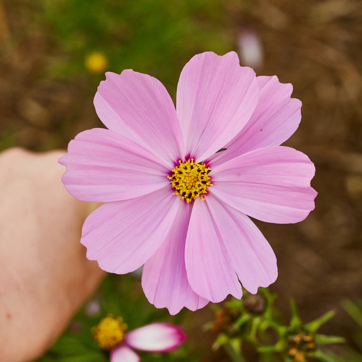Cosmos Sensation Pinkie Rose Flower | X 50 Seeds