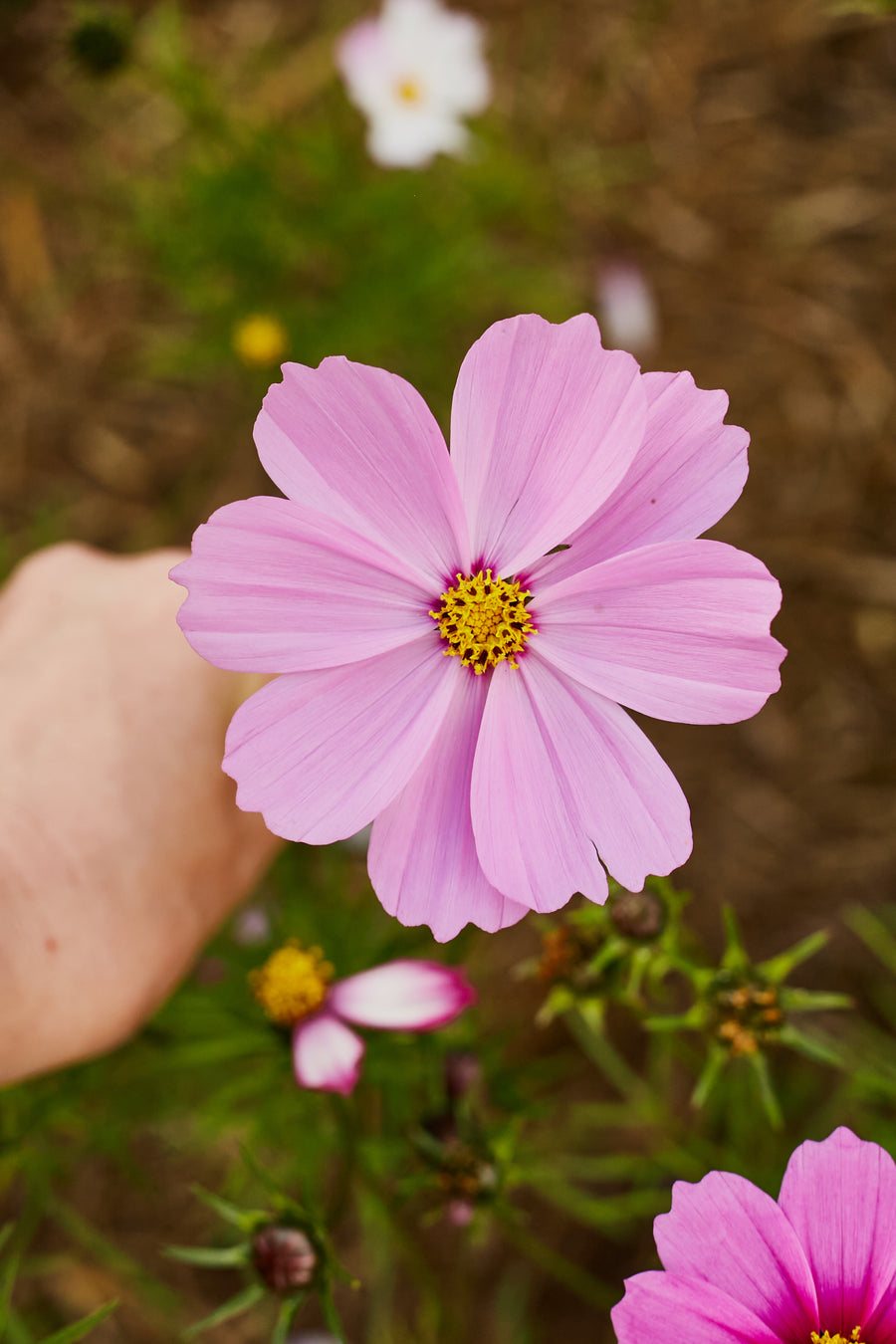 Cosmos Sensation Pinkie Rose Flower | X 50 Seeds – Veggie & Flower ...