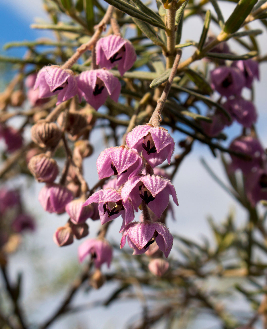 Large-flowered Guichenotia macrantha Australian Native 