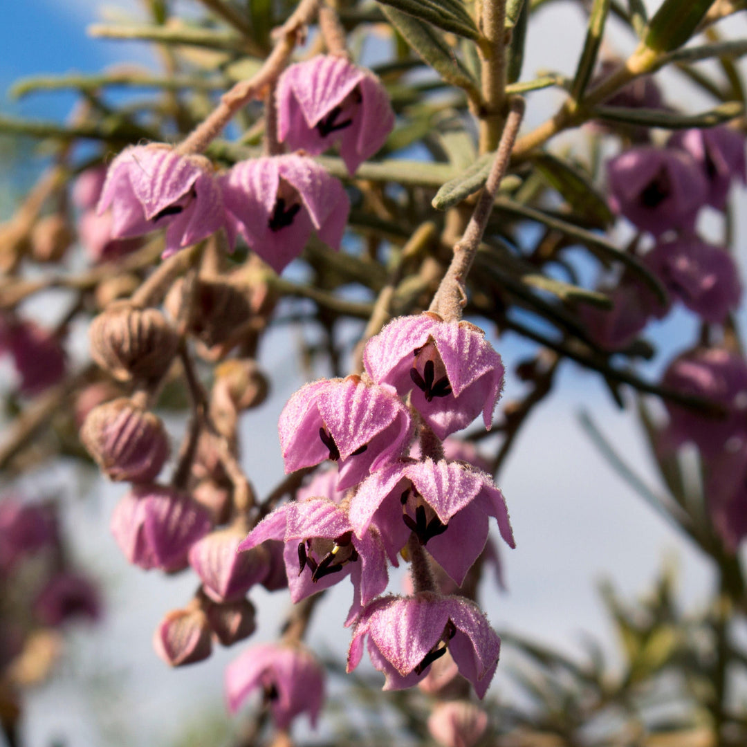 Large-flowered Guichenotia macrantha Australian Native 