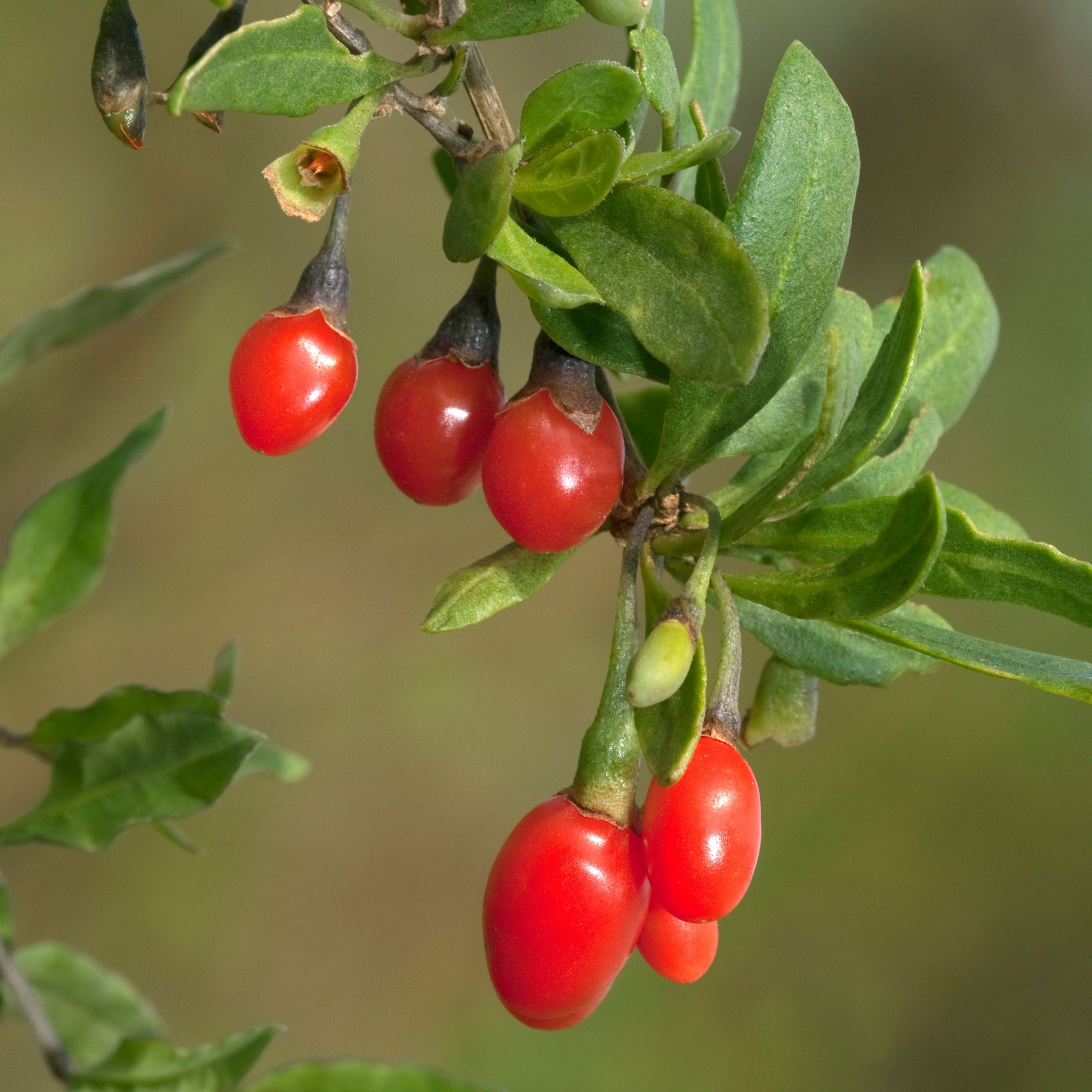 Goji Berry Lycium Barbarum | X 100 Seeds – Veggie & Flower Garden Seeds