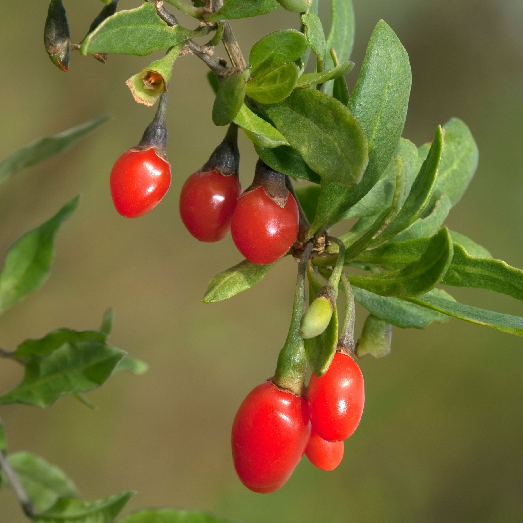Goji Berry Lycium Barbarum | X 100 Seeds – Veggie & Flower Garden Seeds