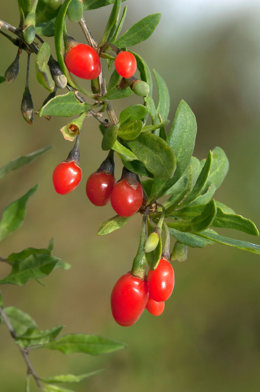 Goji Berry Lycium Barbarum | X 100 Seeds – Veggie & Flower Garden Seeds