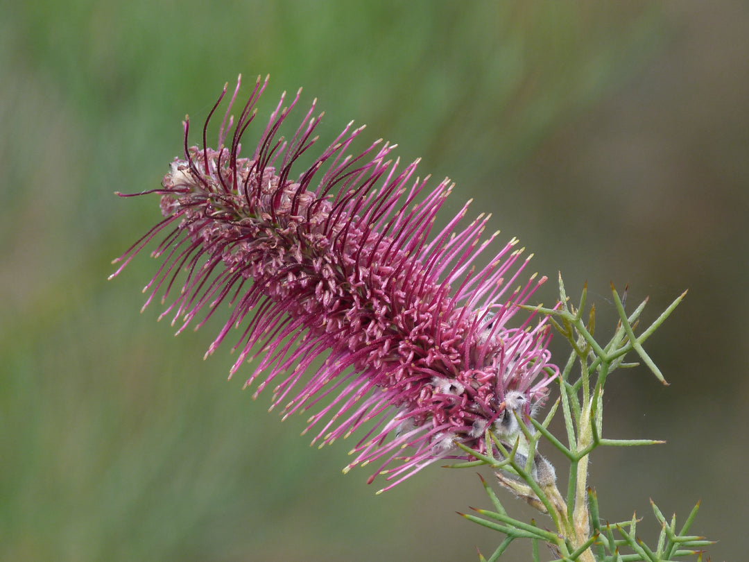Bottlebrush Grevillea Australian Native | X 10 Seeds