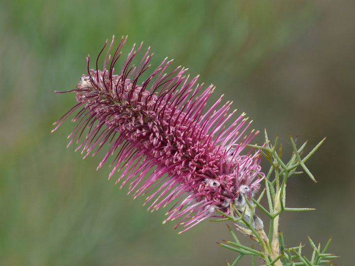 Bottlebrush Grevillea Australian Native | X 10 Seeds