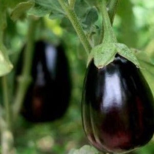 Eggplant Black Beauty Seeds