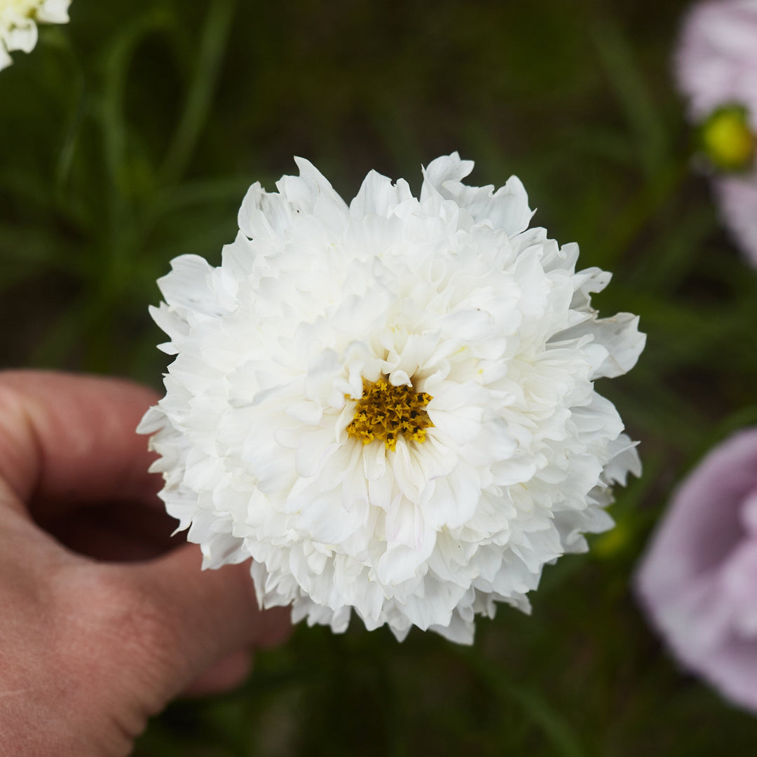 Cosmos Double Click Snow Puff Flower | X 30 Seeds