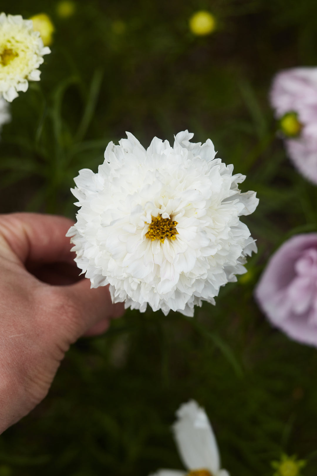 Cosmos Double Click Snow Puff Flower | X 30 Seeds