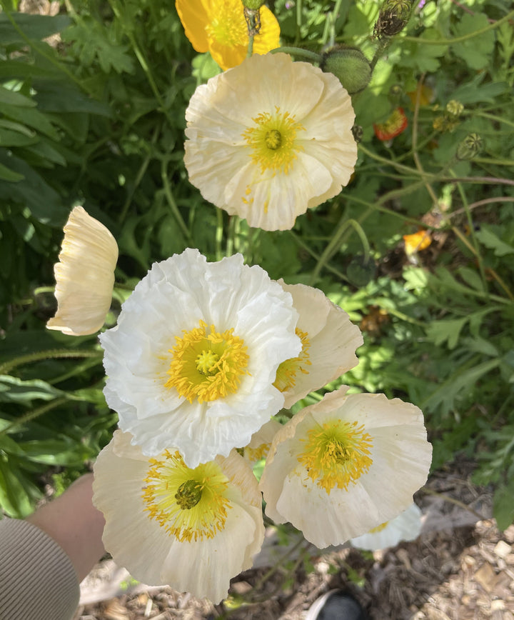 Poppy Icelandic Victory Giant Mixed Flower Seeds