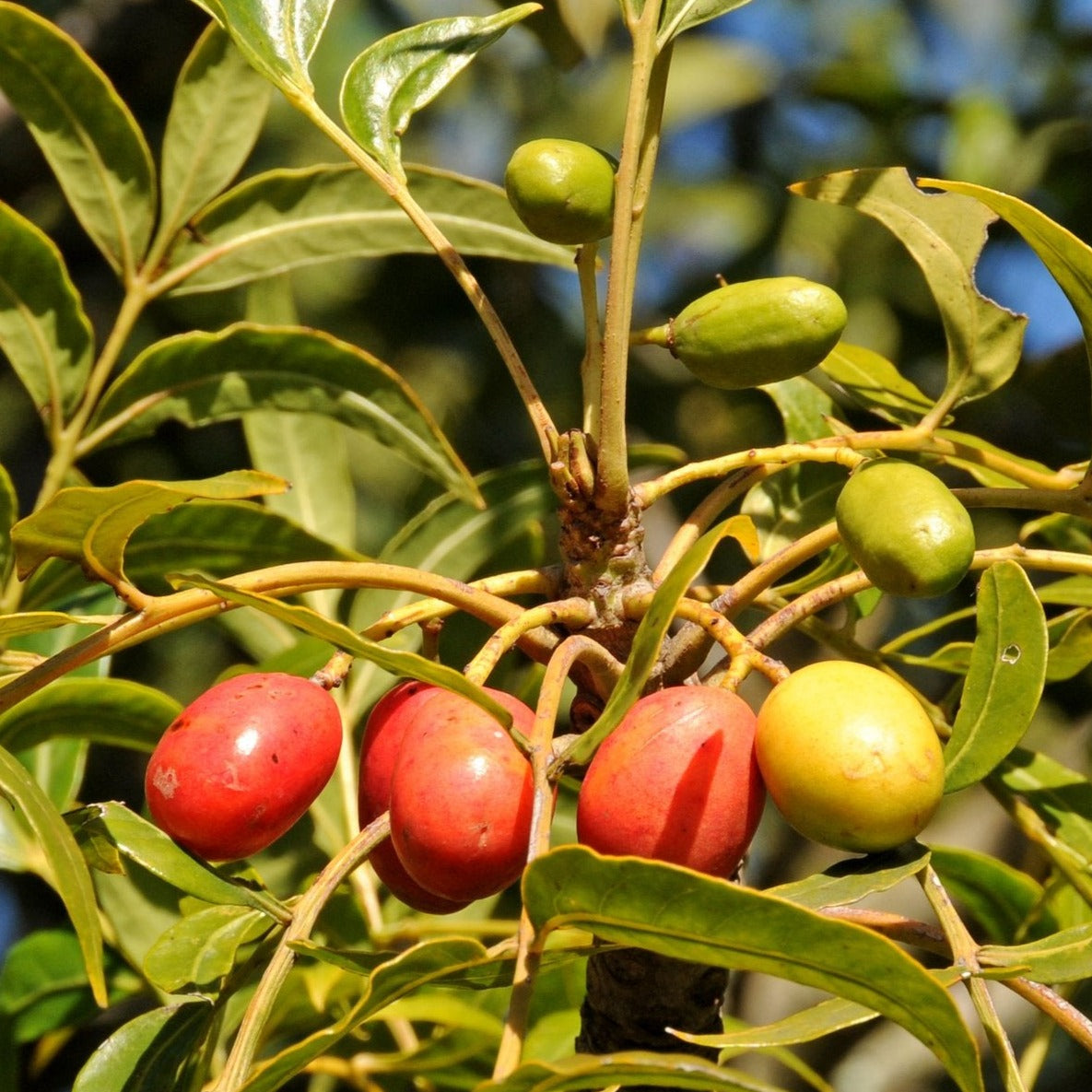 Wild Plum Harpephyllum Caffrum Fruit Tree X 10 Seeds Veggie