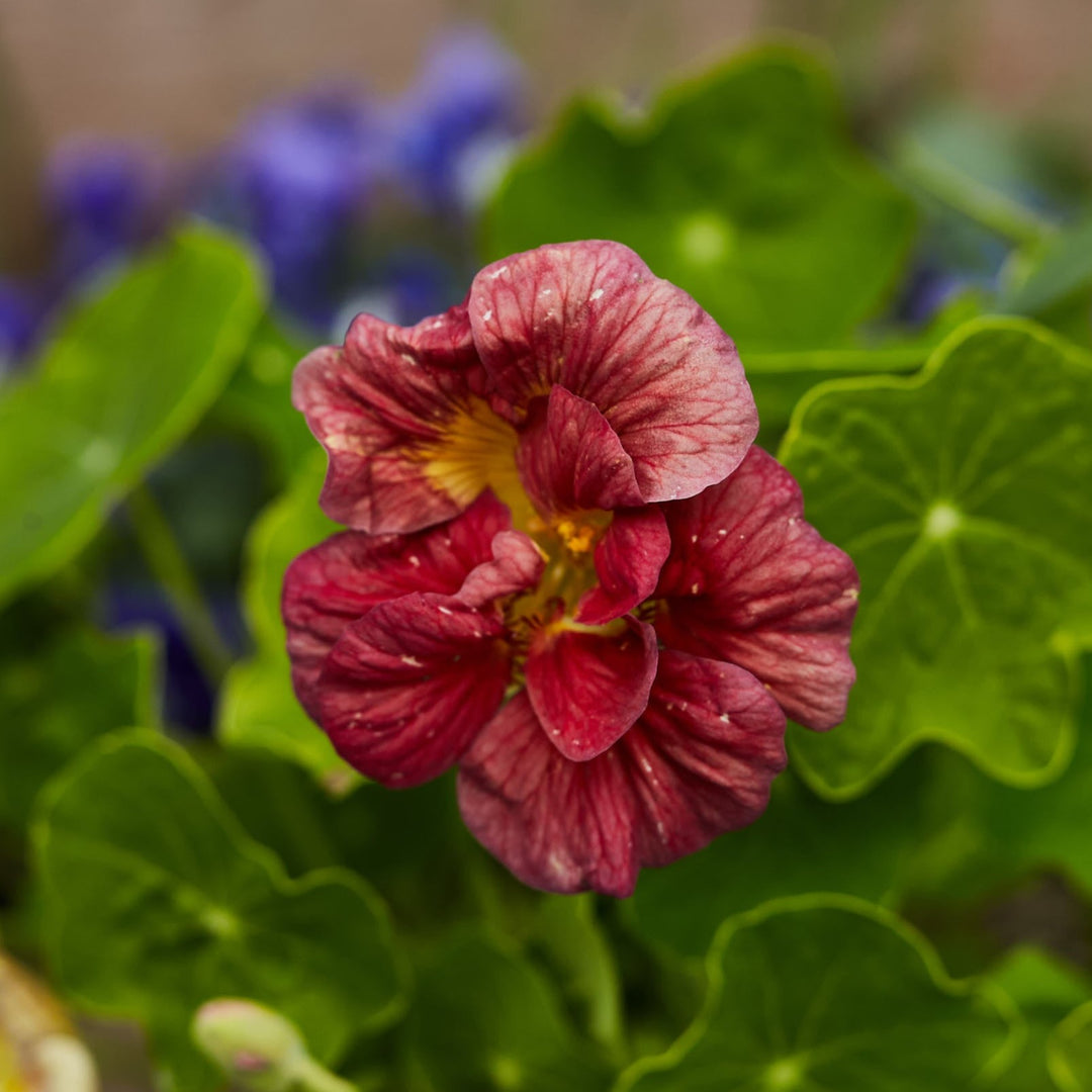 nasturtium ladybird rose seeds Nasturtium Double Jewel Cherry Rose Flower