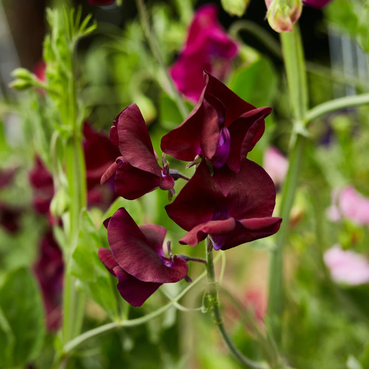 Sweet Pea Royal Maroon Flower 