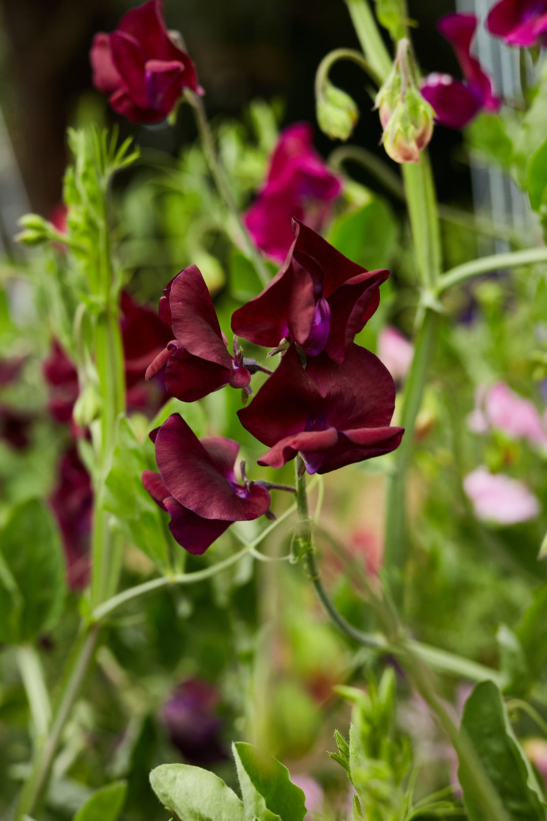 Sweet Pea Royal Maroon Flower 