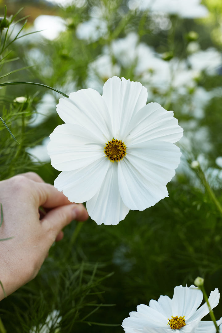 Cosmos Sensation Purity White Flower