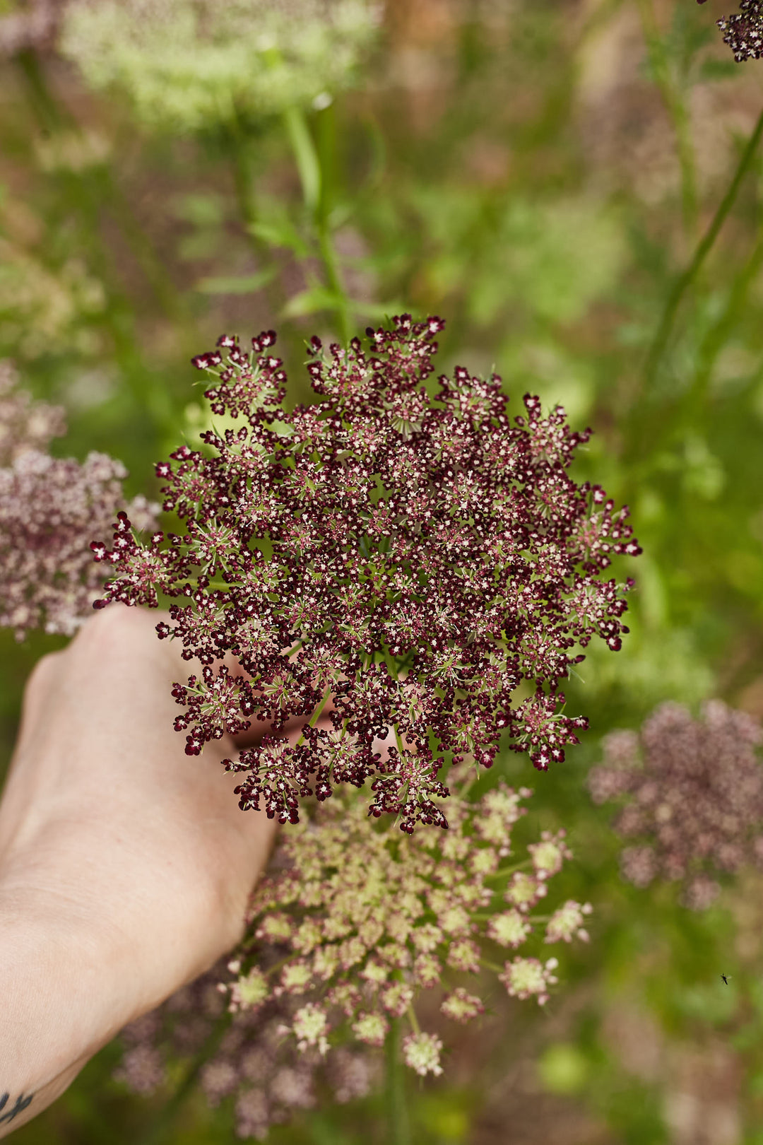 Queen Anne's Lace Chocolate Flower | X 150 Seeds