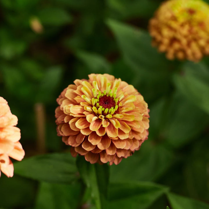 Zinnia Queeny Orange with Lime Flower | X 30 Seeds