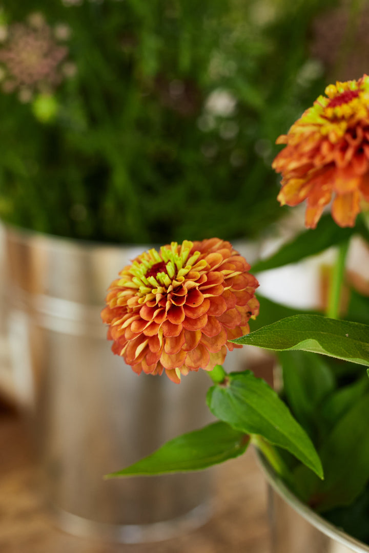 Zinnia Queen Orange with Lime Flower | X 30 Seeds