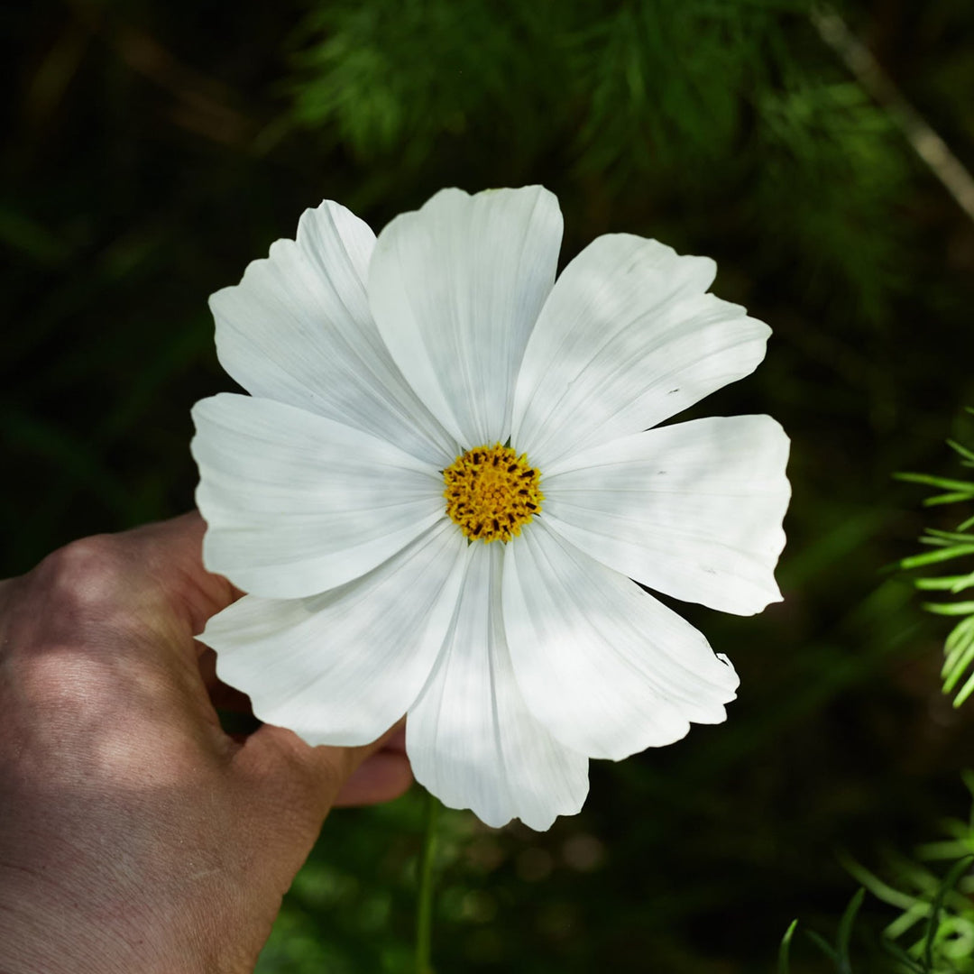 Cosmos Sensation Purity White Flower