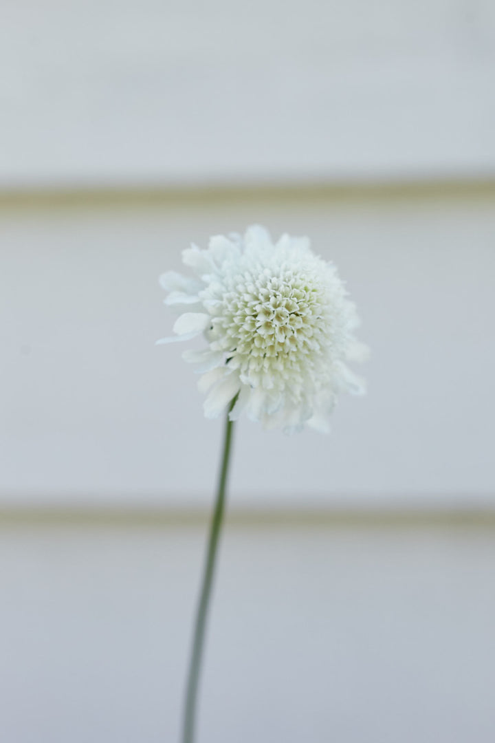 Scabiosa Snowmaiden Pincushion Flower | X 40 Seeds