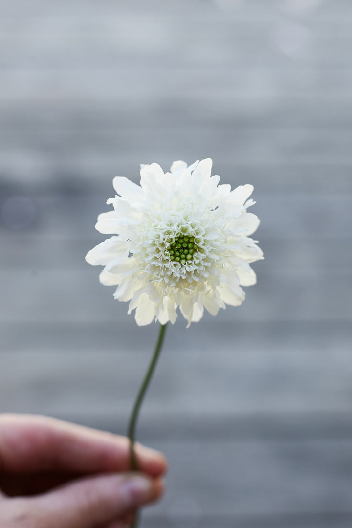 Scabiosa Snowmaiden Pincushion Flower | X 40 Seeds