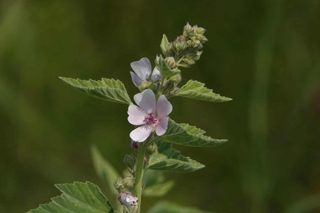 Marshmallow Althaea officinalis Herb | X 100 Seeds