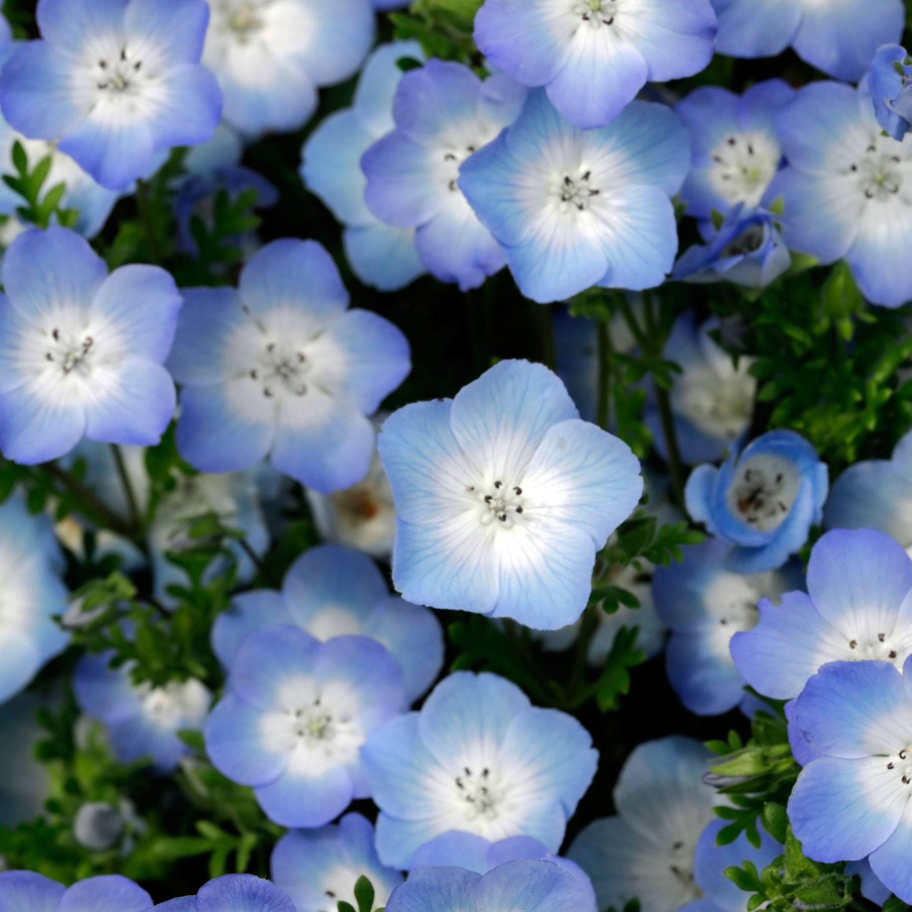 Nemophila Baby Blue Eyes Flower X 300 Seeds Veggie & Flower Garden