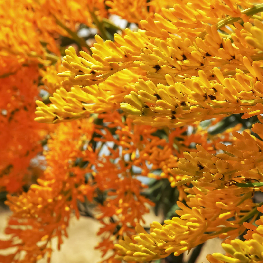 Western Australia Christmas Tree Nuytsia floribunda Australian Native