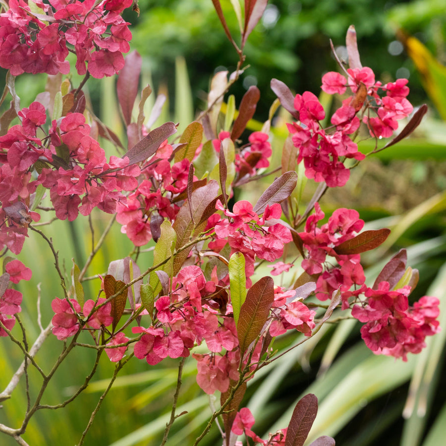 Tree & Grass Seeds – Veggie & Flower Garden Seeds