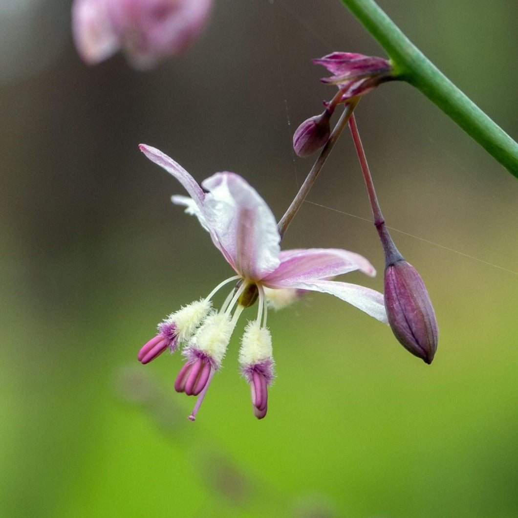 Pale Vanilla-lily Arthropodium milleflorum Australian Native