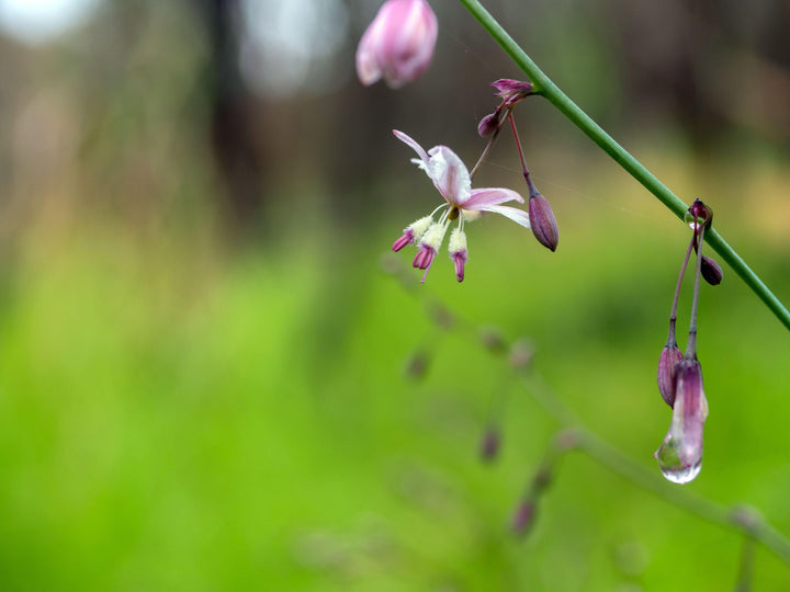 Pale Vanilla-lily Arthropodium milleflorum Australian Native