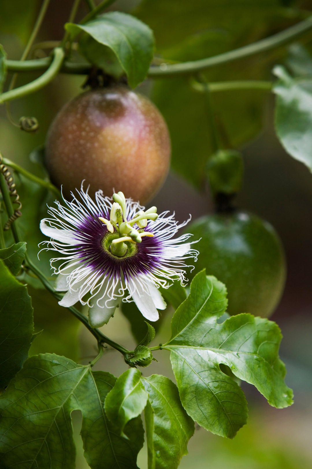 Passionfruit Panama Red Fruit 