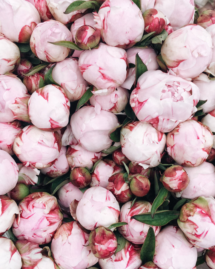 Peony Shirley Temple Root Stock (NOT TO WA)