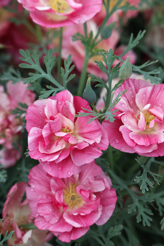 California Poppy Frilled Rose Flower | X 150 Seeds – Veggie & Flower ...