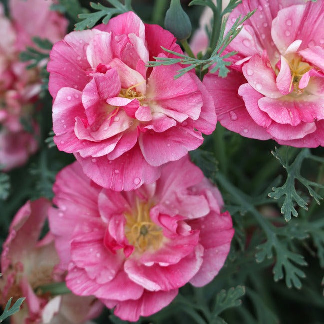 Poppy Rouse California Poppy Frilled Rose Flower | X 150 Seeds – Veggie & Flower ...
