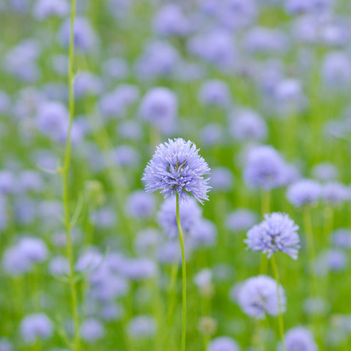 Queen Anne’s Thimbles Violet Blue Flower | X 200 Seeds