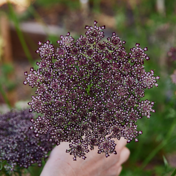 Queen Anne's Lace Chocolate Flower | X 150 Seeds