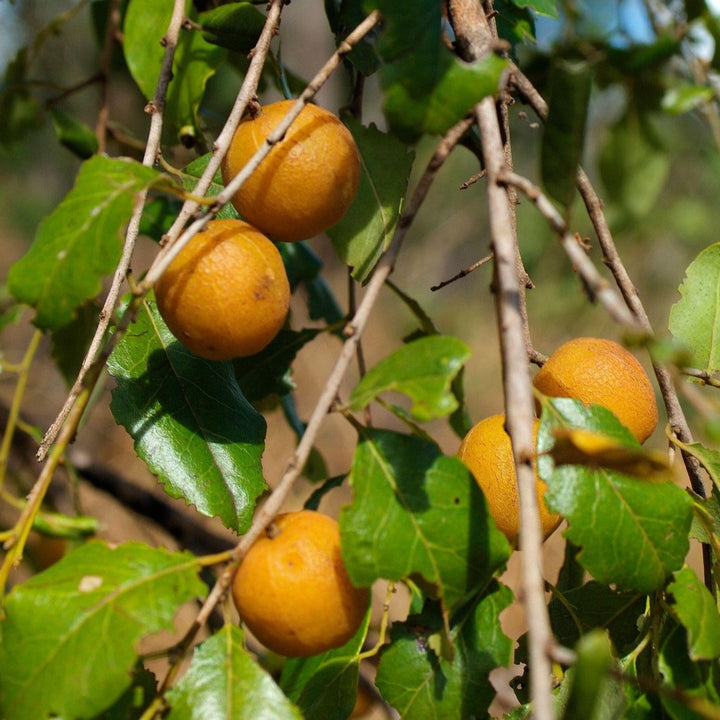 Quinine Berry Bush Petalostigma pubescens Australian Native
