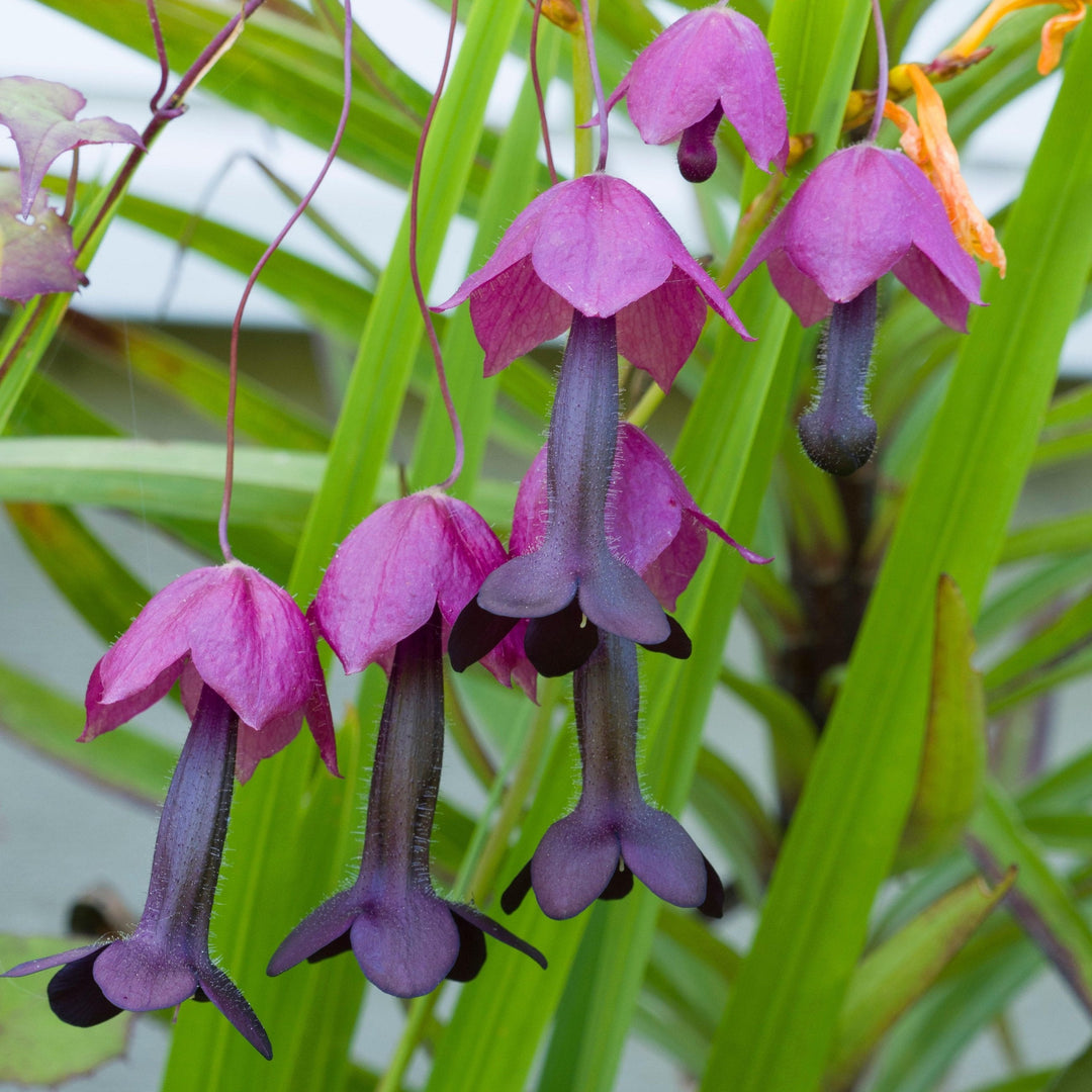 Purple Bell Vine Rhodochiton Atrosanguineum Flower 