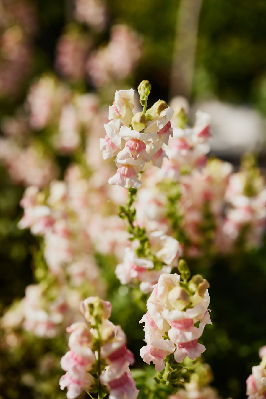 Snapdragon Potomac Appleblossom Flower X 50 Seeds Veggie & Flower
