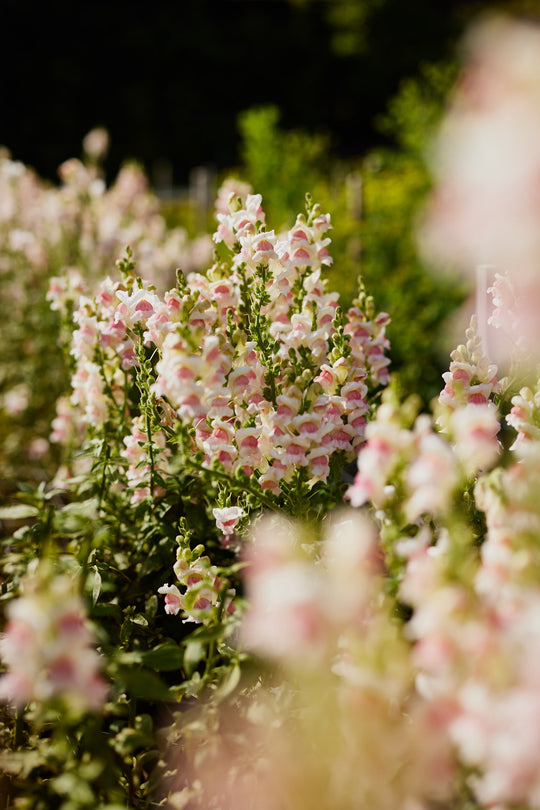 Snapdragon Potomac Appleblossom Flower X 50 Seeds Veggie & Flower