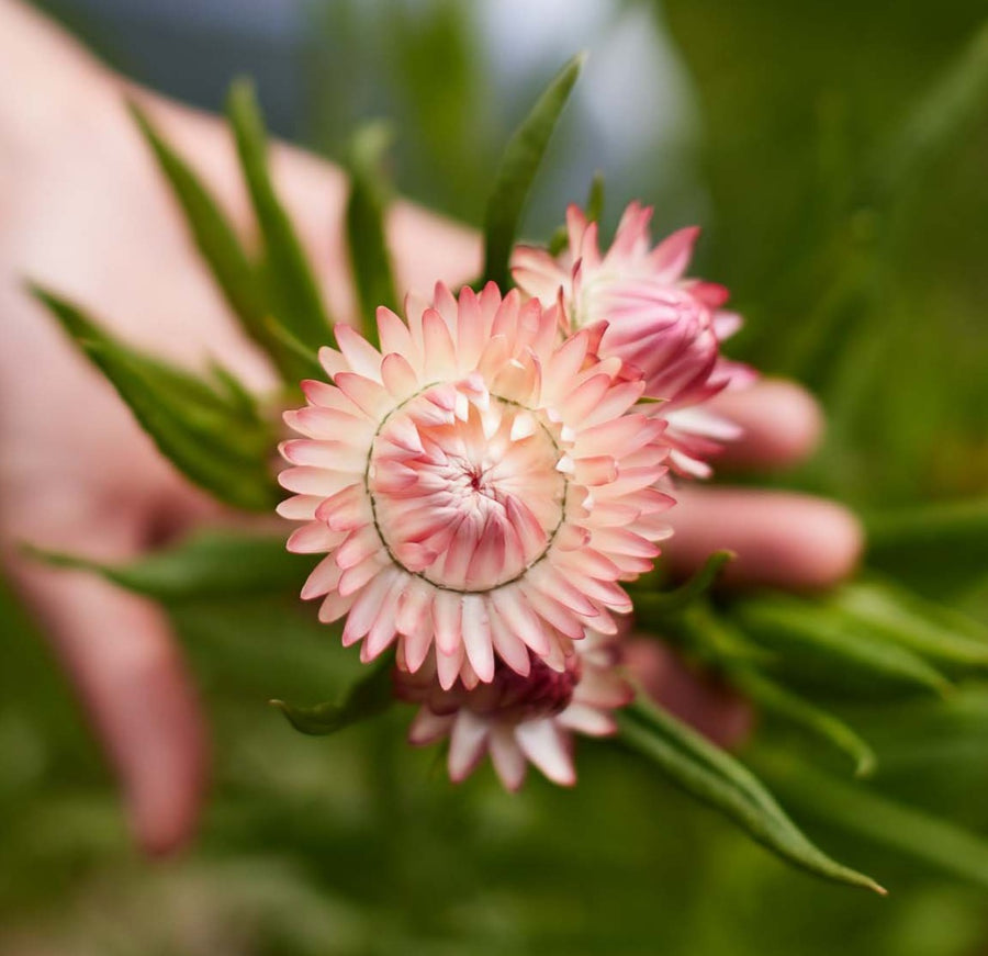 Everlasting Strawflower Salmon Rose x 100 Seeds Veggie & Flower