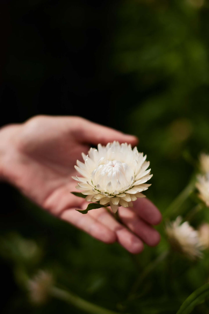 Everlasting Strawflower – White – Australian Native Flower | x 100 Seeds