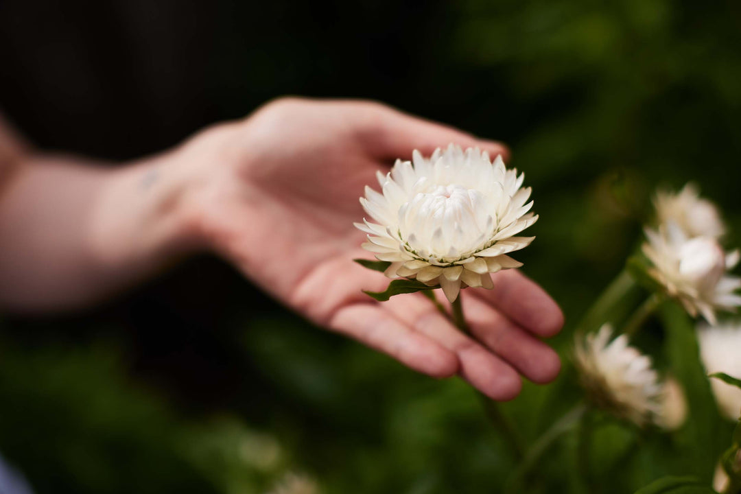 Everlasting Strawflower  White – Australian Native Flower |Seed