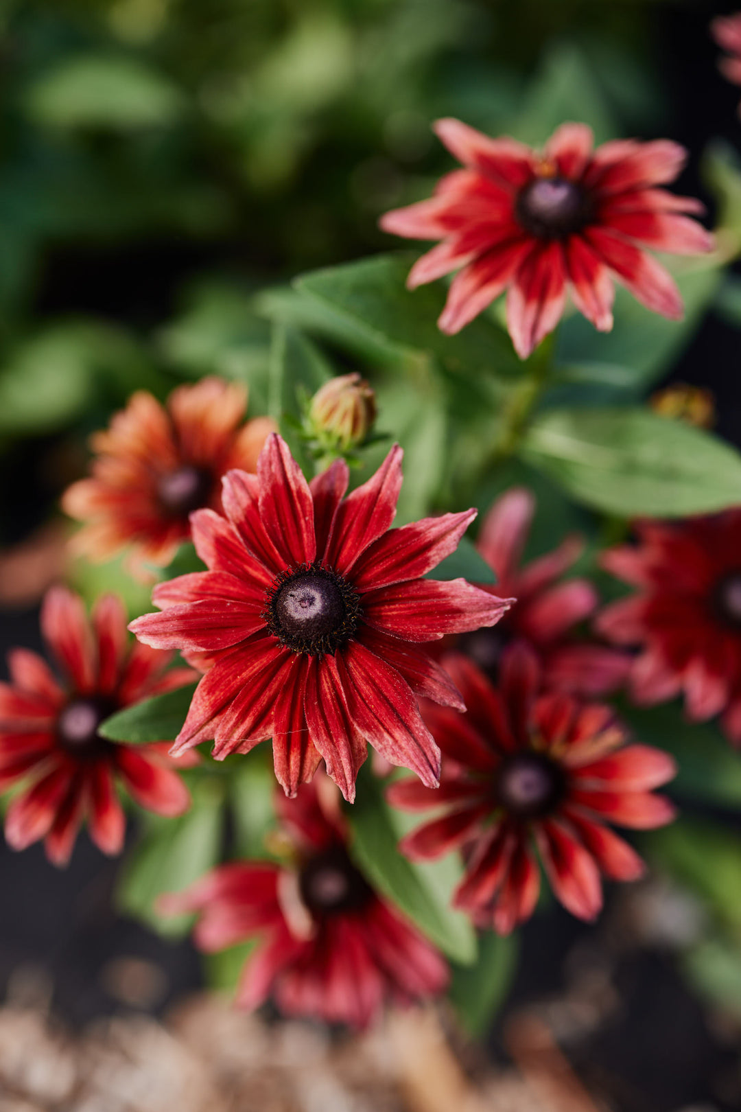 Rudbeckia Cherry Brandy Flower 