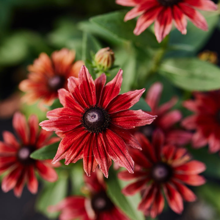 Rudbeckia Cherry Brandy Flower 