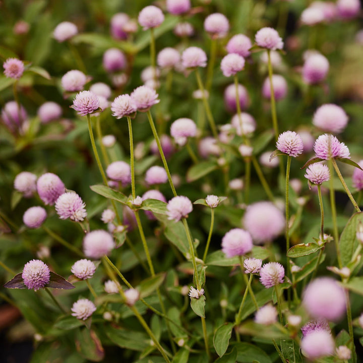 Globe Amaranth / Gomphrena Tall Rose 