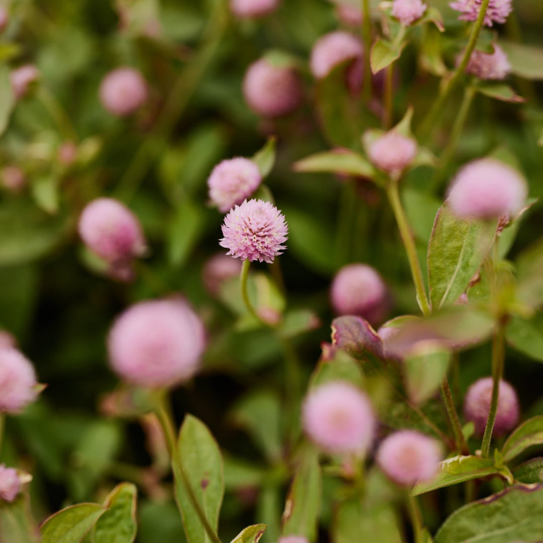 Globe Amaranth / Gomphrena Tall Rose 