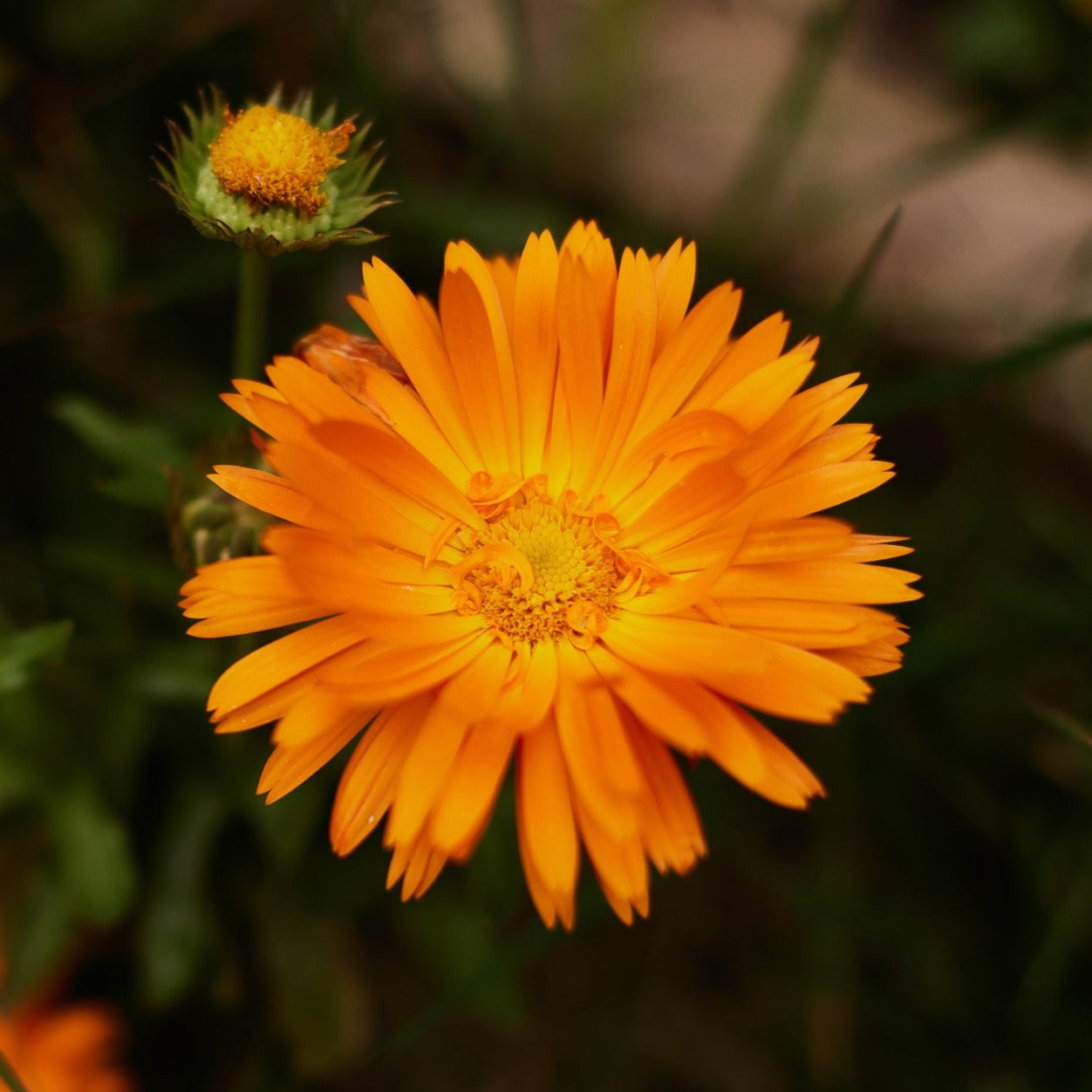 Calendula Orange Balls Flower X 80 Seeds Veggie & Flower Garden Seeds